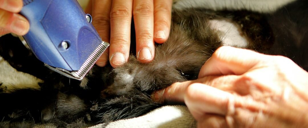 SMM Panel for Pet Groomers & Vets: Grow a Loyal Local Following