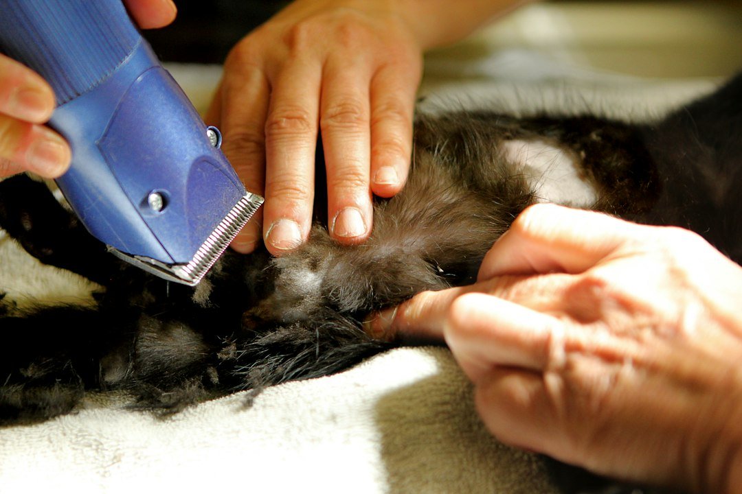 SMM Panel for Pet Groomers & Vets: Grow a Loyal Local Following